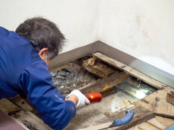 Best Bathroom Mold Remediation in North Utica, IL