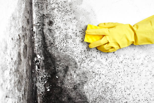Best Commercial Mold Remediation in North Utica, IL