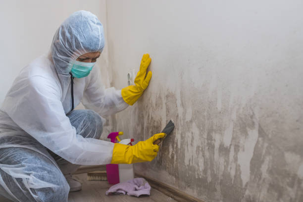 Best White Mold Remediation in North Utica, IL