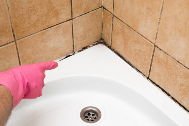 Professional Mold Remediation in North Utica, IL