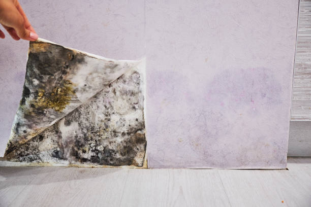 Best Industrial Mold Remediation in North Utica, IL